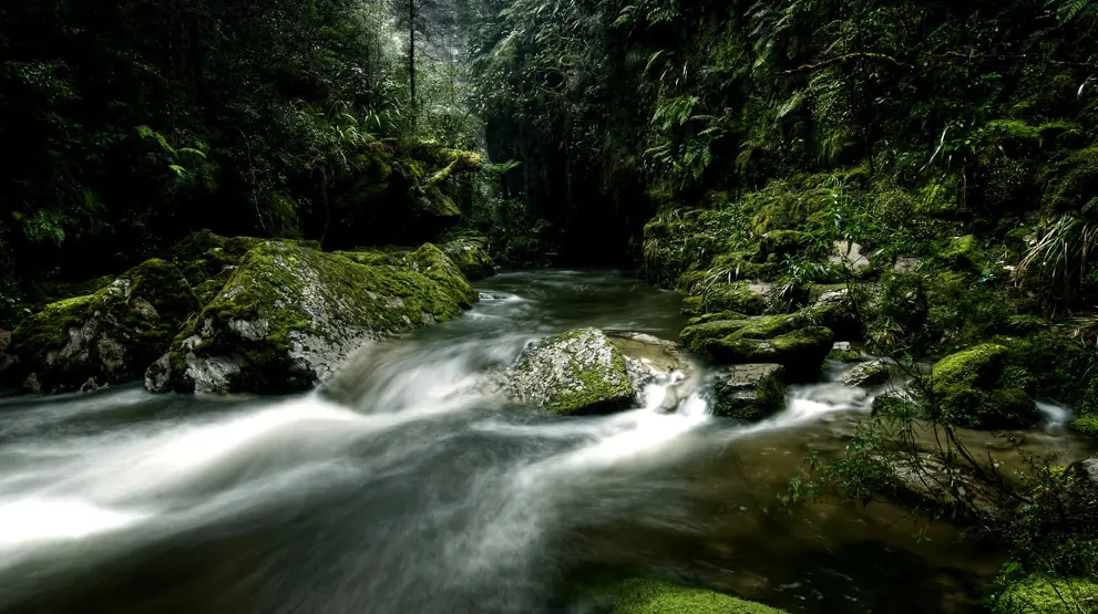 Forlokkende jungel, her ved Cave Creek