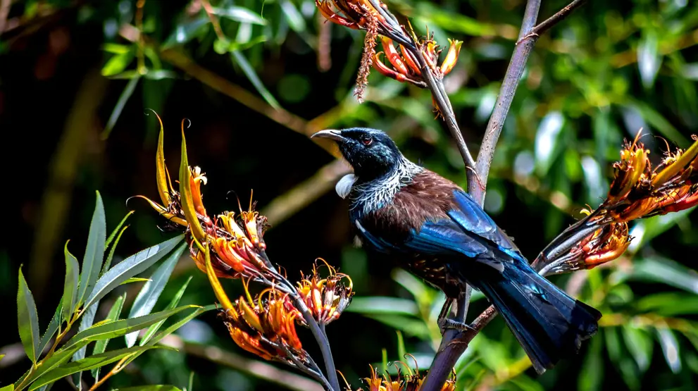 Sangfulgen Tui