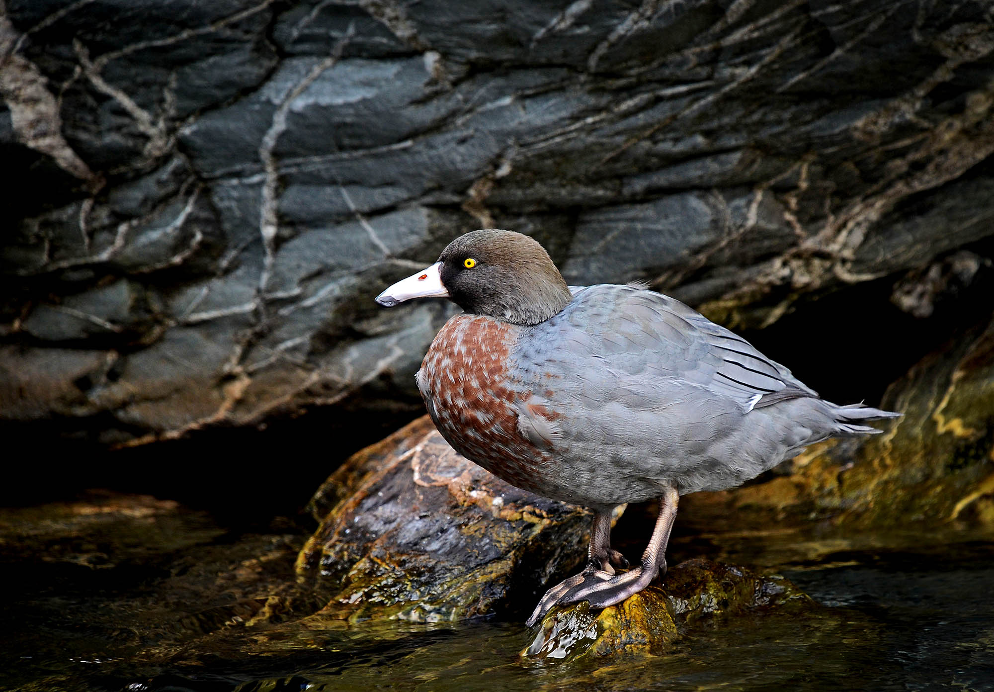 Se den endemiske blåanden whio