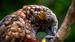Den sjeldne endemiske papegøyen Kaka