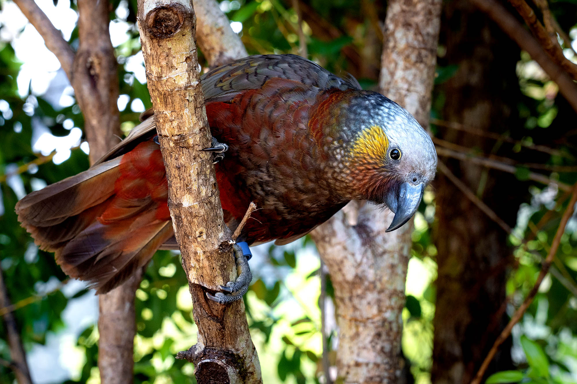 Den sjeldne kaka papegøyen 