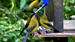 Møt på sangfuglene klokkefugl (bellbird)