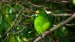 Parakittfuglen Kakariki i den mektige honnigduggskogen
