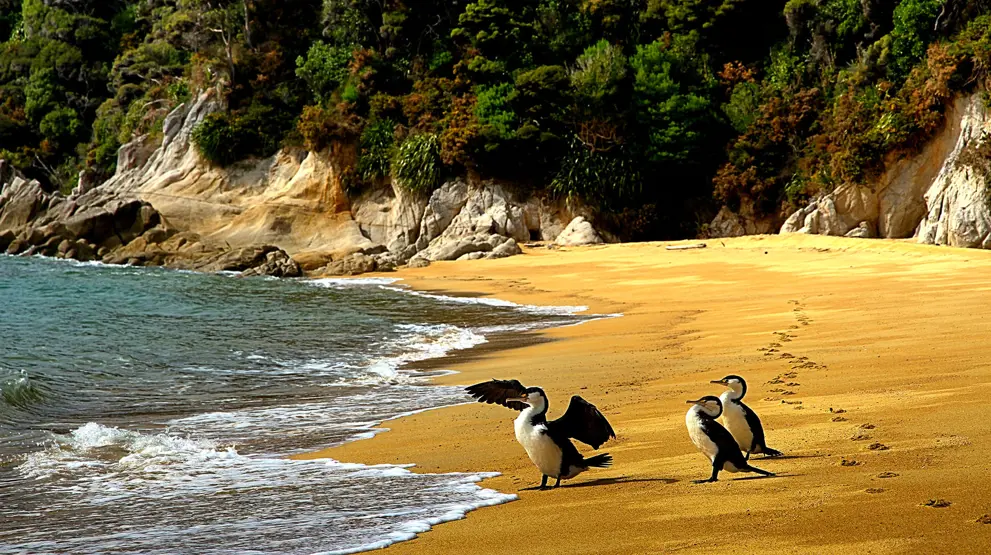 Endemiske skarver på en av Abel Tasmans gyldne sandstrender