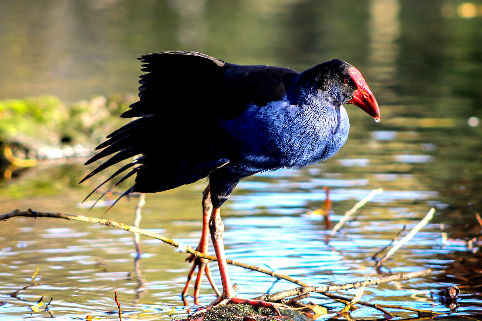 Den endemiske Takahē