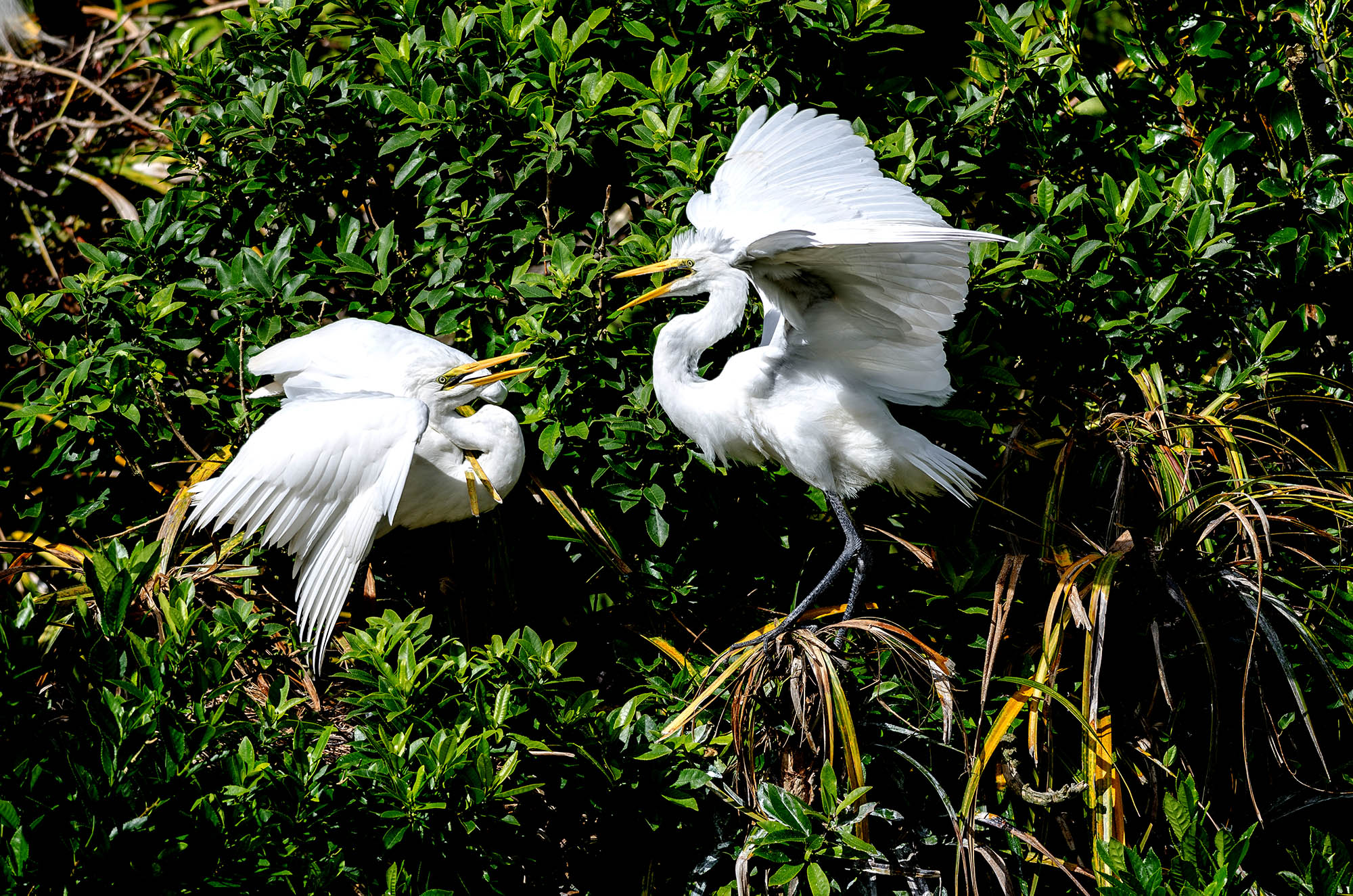 De vakre hvite hegrene, Kotuku