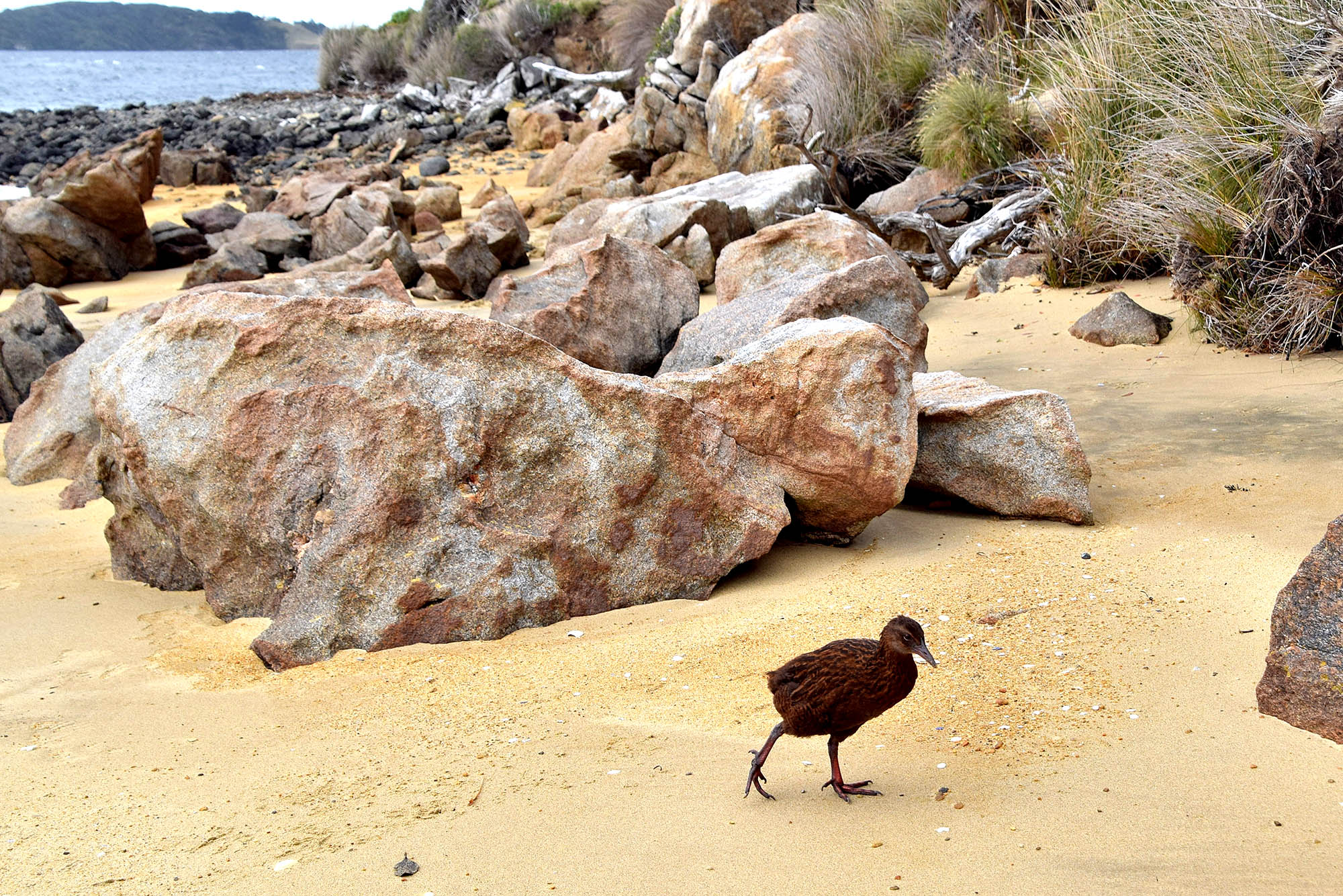 Weka på en strand, Stewart Island 