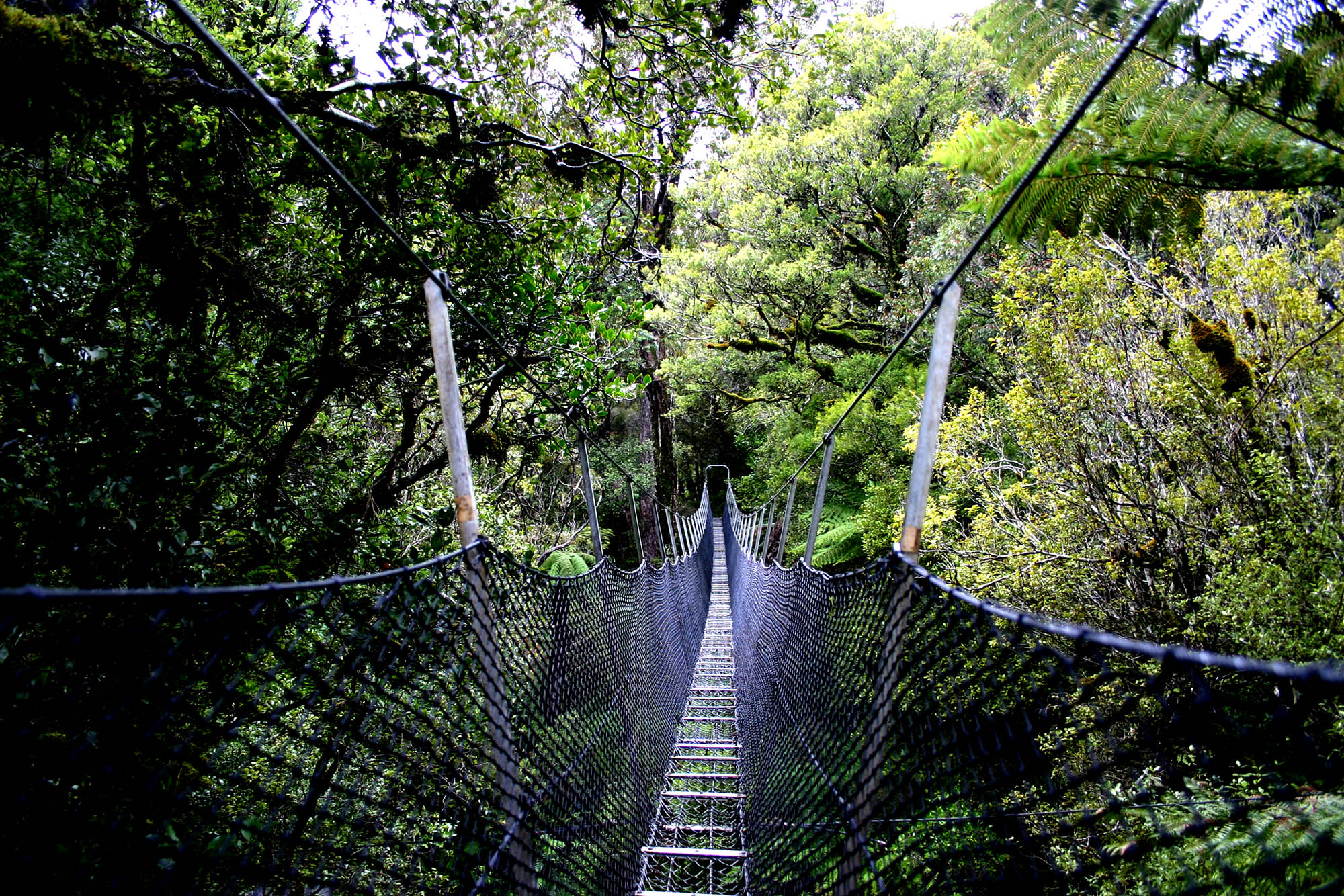 Hengebro på tursti, Raikura nasjonalpark