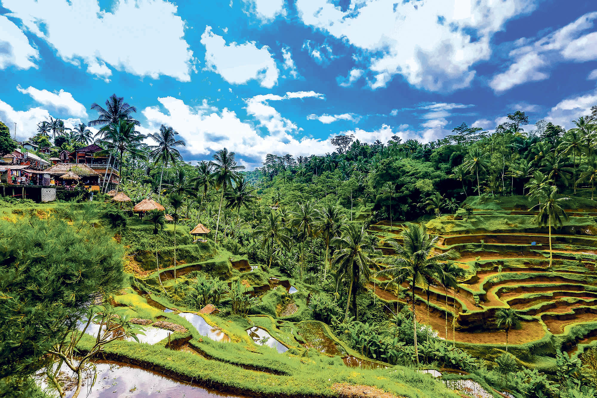 Tegalalang risterrasene nær Ubud