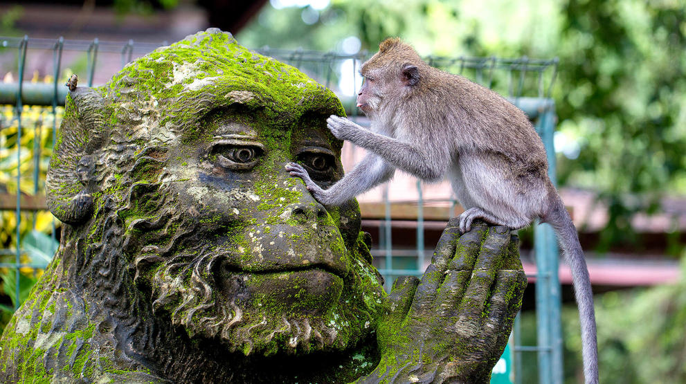 Ubud Monkey Forest - Reiser til Bali