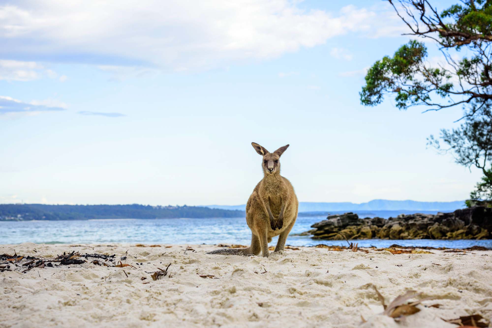 Kenguru på stranda i Jervis Bay
