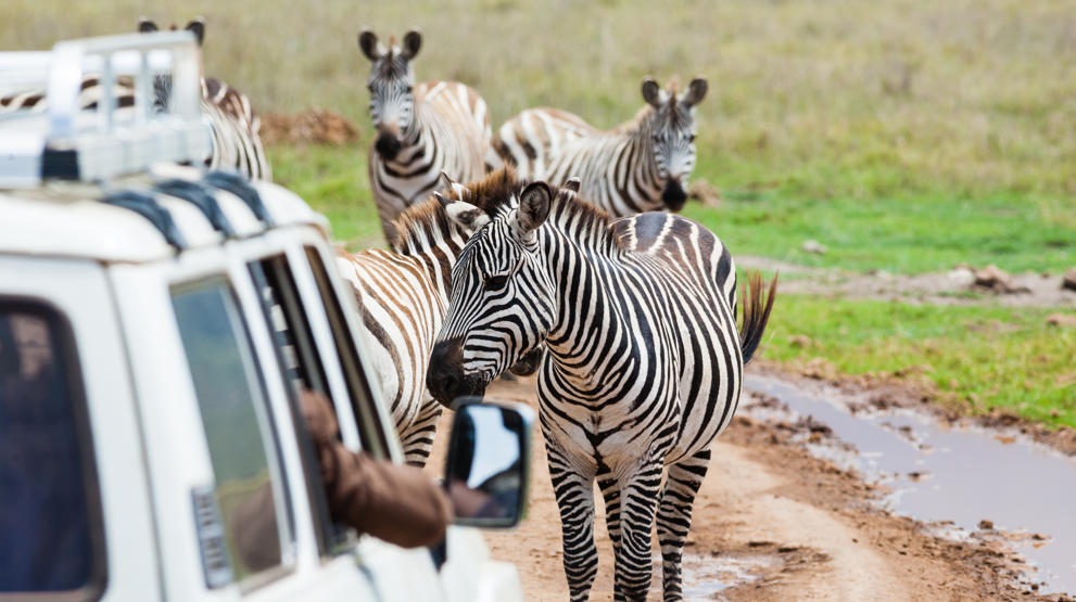 Avslutt cruisereisen med safari i Sør-Afrika