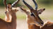 africa-botswana-chobe-national-park-impalas-shutterstock_115986820