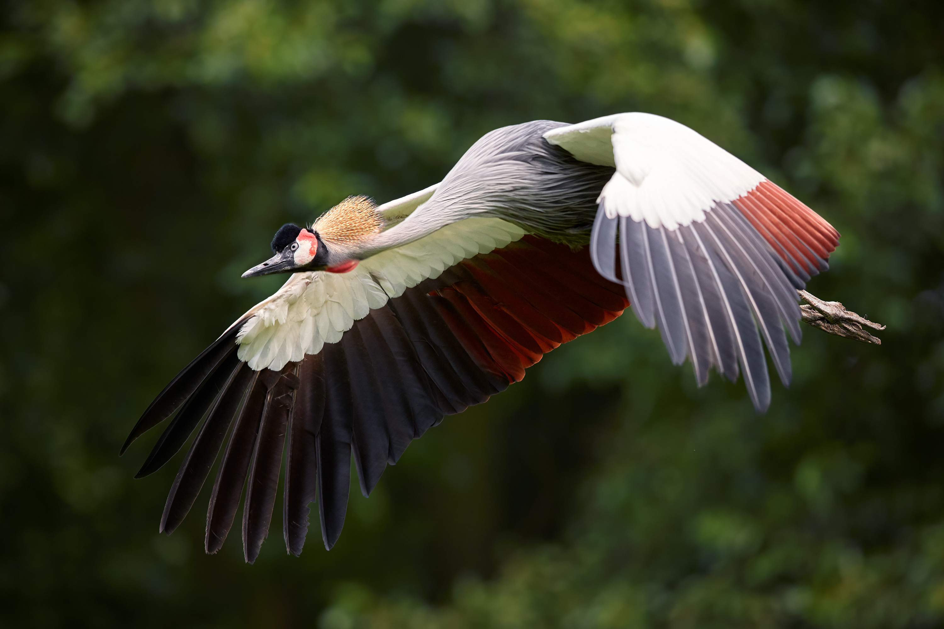 Ugandas nasjonalfugl, Krontranen