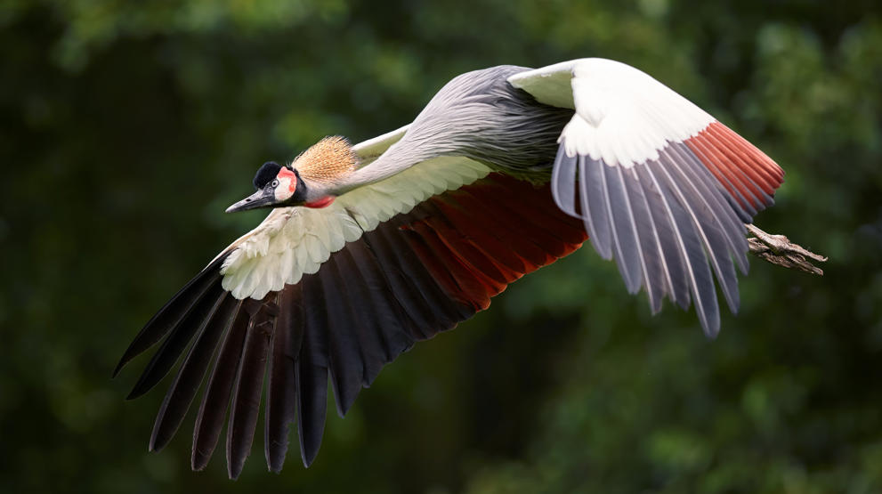 Ugandas nasjonalfugl, Krontranen 
