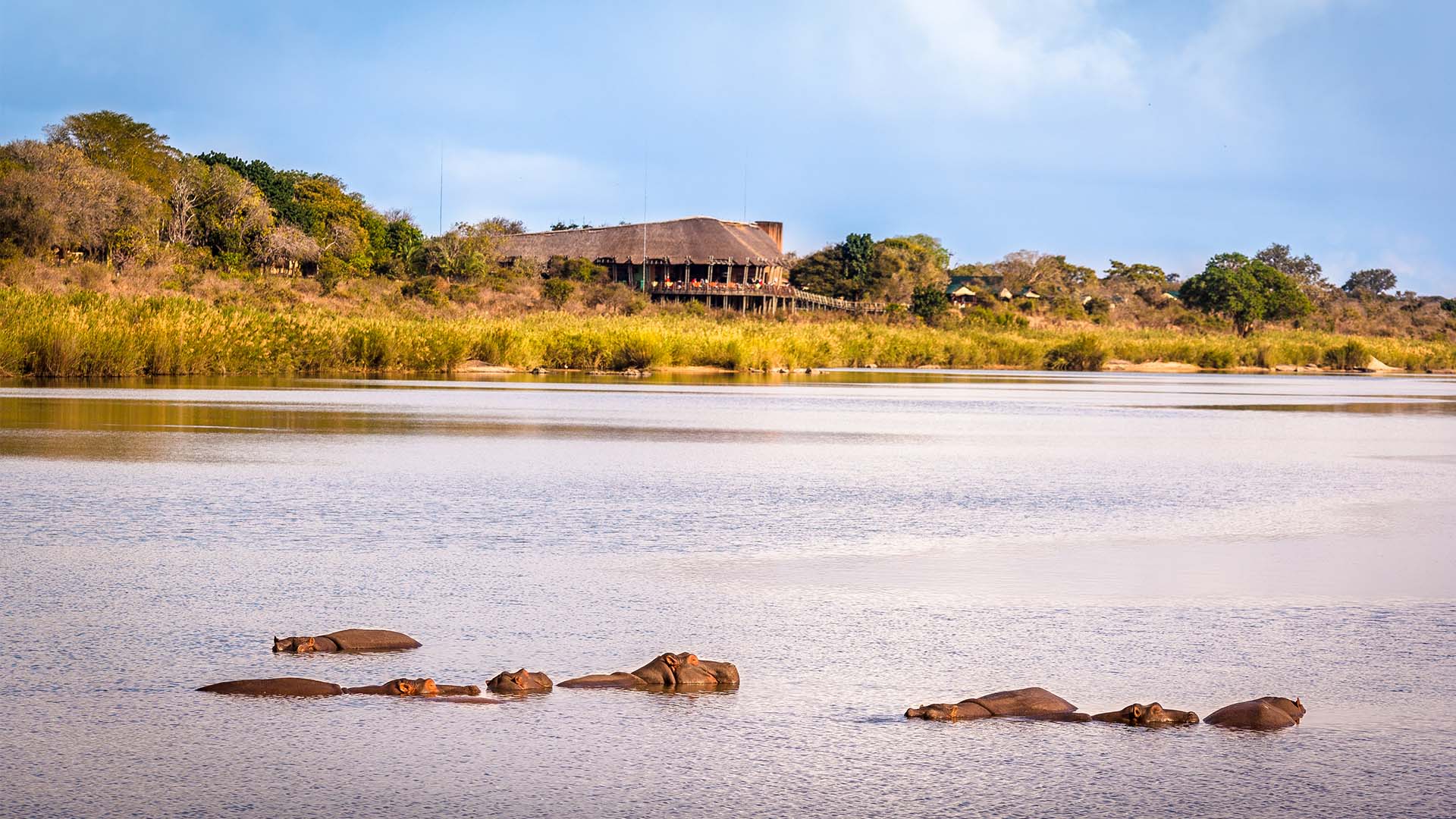 Flodhester i elva ved Lower Sabie Rest Camp