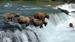Bjørner i Brooks Falls, Katmai National Park