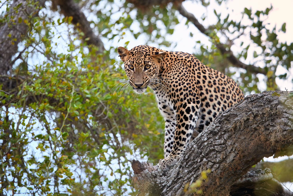 Leopard i Yala National Park