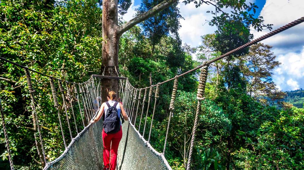 Opplev regnskoven ovenfra på en walkway canopy tour utenfor Kota Kinabalu, Borneo