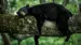 I parken bor den amerikanske svartbjørnen - Reiser til Great Smoky Mountains nasjonalpark 