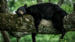 I parken bor den amerikanske svartbjørnen - Reiser til Great Smoky Mountains nasjonalpark 
