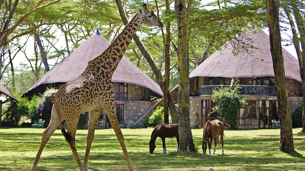Opplev Afrikas dyreliv i hagen til Lake Naivasha Sopa Lodge, Kenya