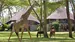 Se giraffer spankulere rundt i lodgens egen hage - Safaricamper i Kenya