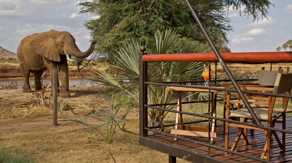 Opplev dyrelivet fra verandaen på Ashnil Samburu Camp i Kenya