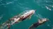 Se om dere får øye på delfiner i sundet - Reiser til Wellington