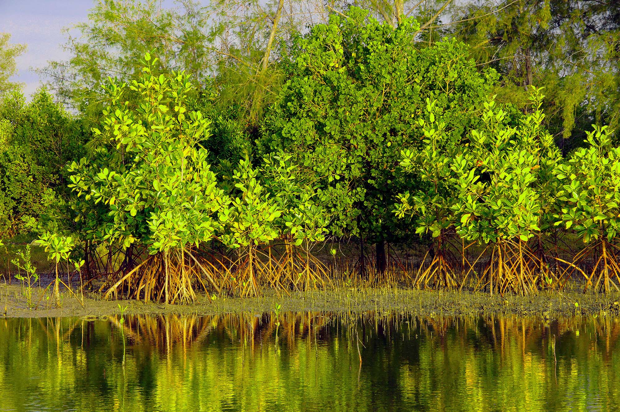 Mangroveskog på Koh Lanta