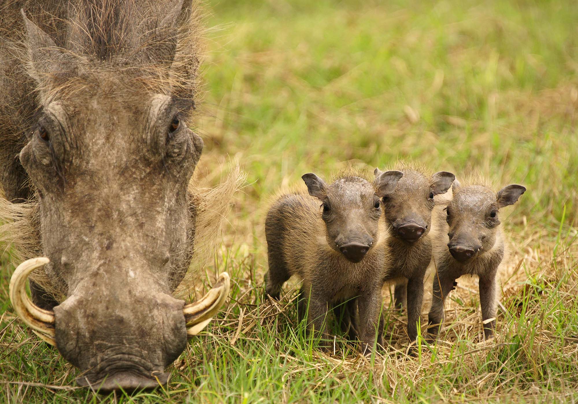 Se vortesvin i en av de mange nasjonalparker