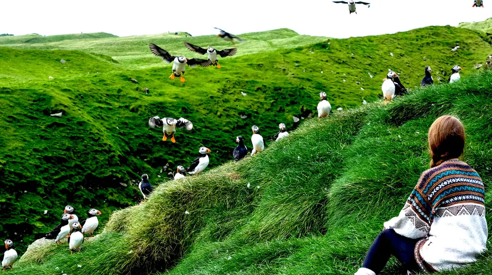 Opplev det fascinerende dyrelivet på din reise til Færøyene, inkludert de berømte lundefuglene