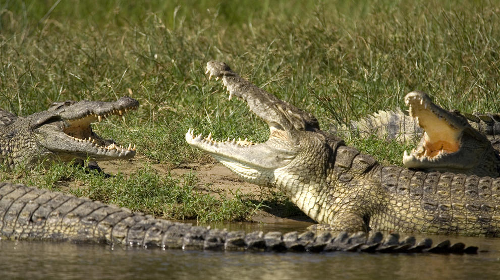 Opplev krokodiller ved Lake Albert - Safari i Murchison Falls nasjonalpark