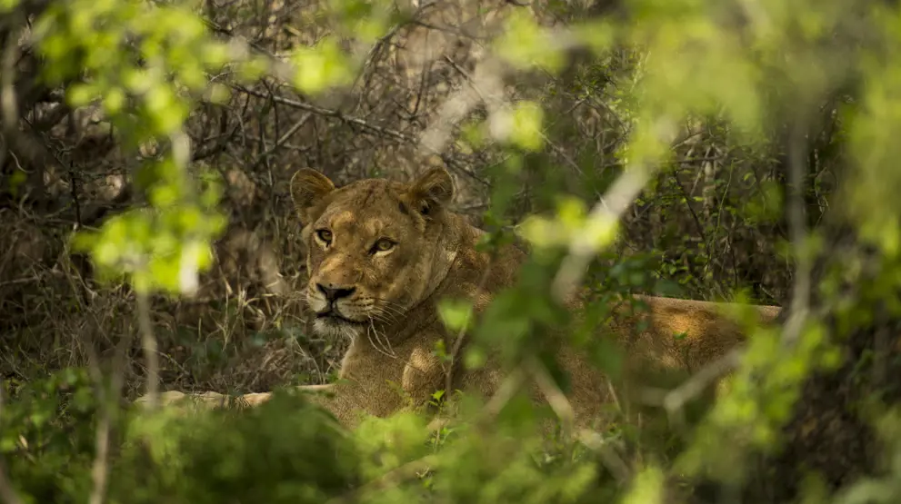 Opplev dyrelivet i Kruger National Park i Sør-Afrika. Foto: Nomad Adventure Tours