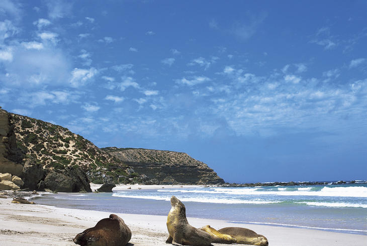 Seal Bay på Kangaroo Island. Foto: South Australia Tourism - Reiser til det sørlige Australia