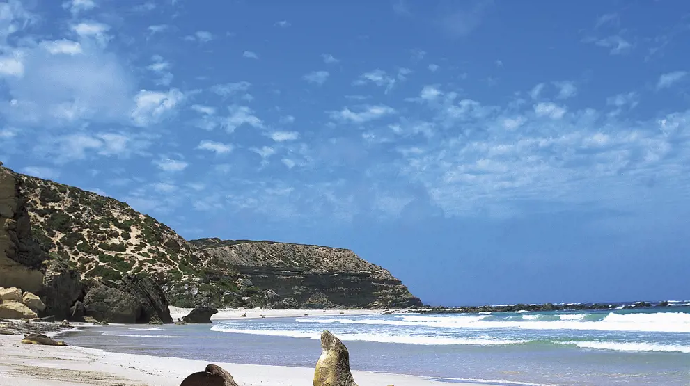 Seal Bay - Reiser til Kangaroo Island. Foto: South Australia Tourism