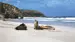 Seal Bay - Reiser til Kangaroo Island. Foto: South Australia Tourism