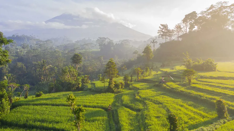 Opplev de berømte rismarkene på Bali