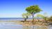 Se mangrovetrær i Cape Tribulation, Daintree National Park