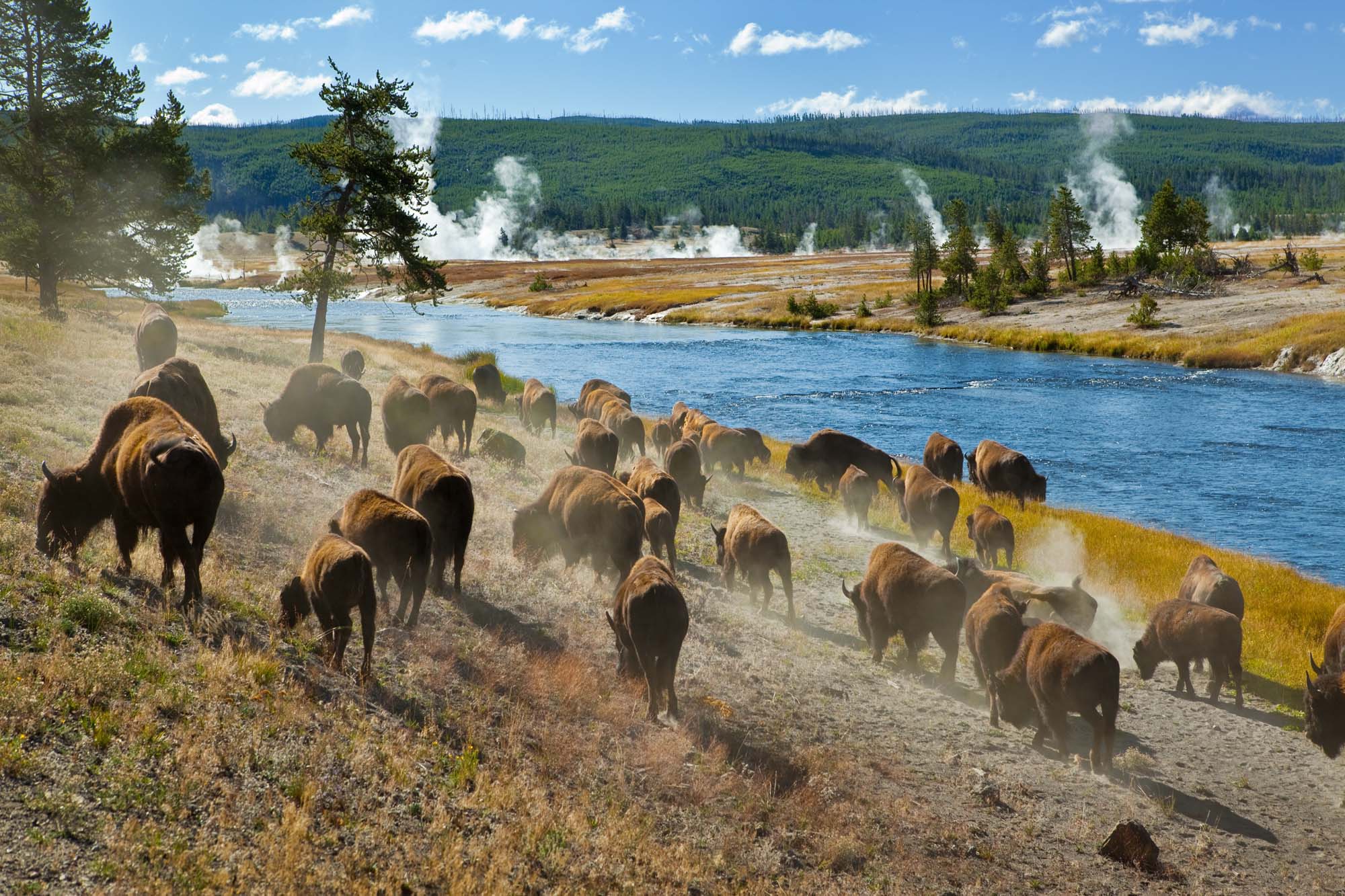 usa-wyoming-yellowstone-bison-hurd-shutterstock_47311708