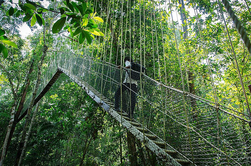 Canopy Walk, Mutiara Taman Negara