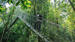 Canopy Walk, Mutiara Taman Negara
