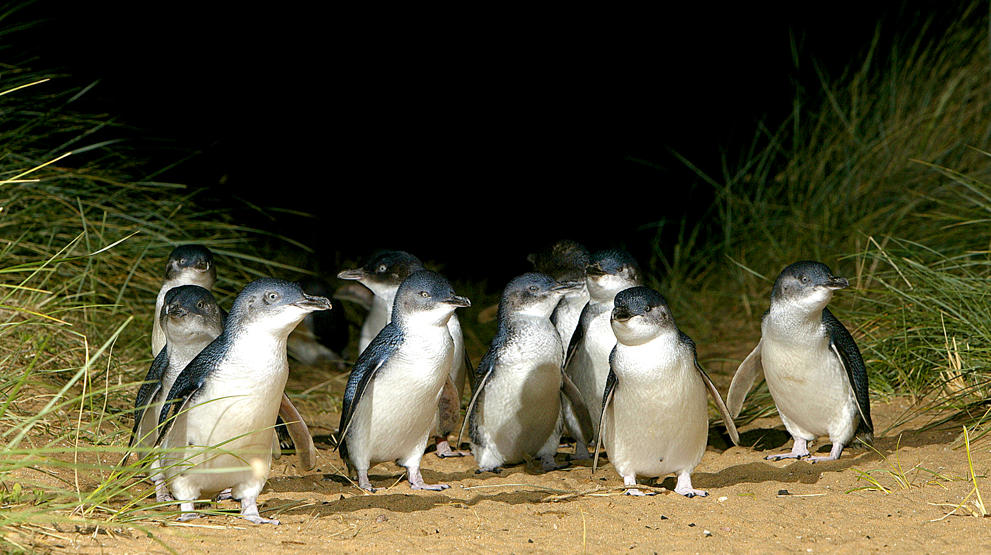 Opplev "pingvinparaden" på Phillip Island. Foto: Phillip Island Nature Park - Reiser til Australia