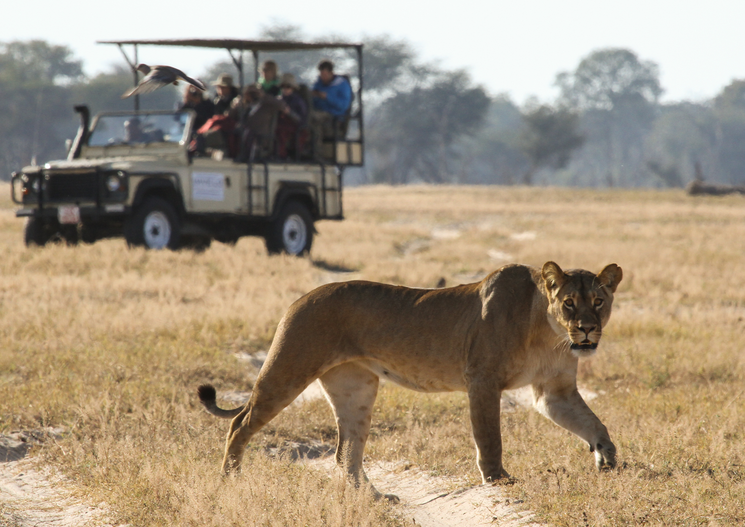 Game Drive i Hwange nasjonalpark. Foto: Imvelo Safari Lodges - Safari i Zimbabwe
