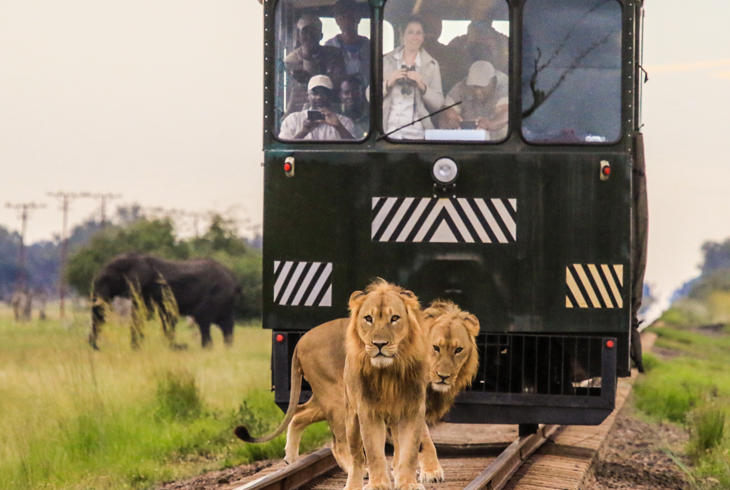 Se dyrelivet i Hwange nasjonalpark fra orkesterplass om bord på Elephant Express - Safari i Zimbabwe 