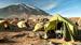 Camp på Kilimanjaro - Bestig Kilimanjaro