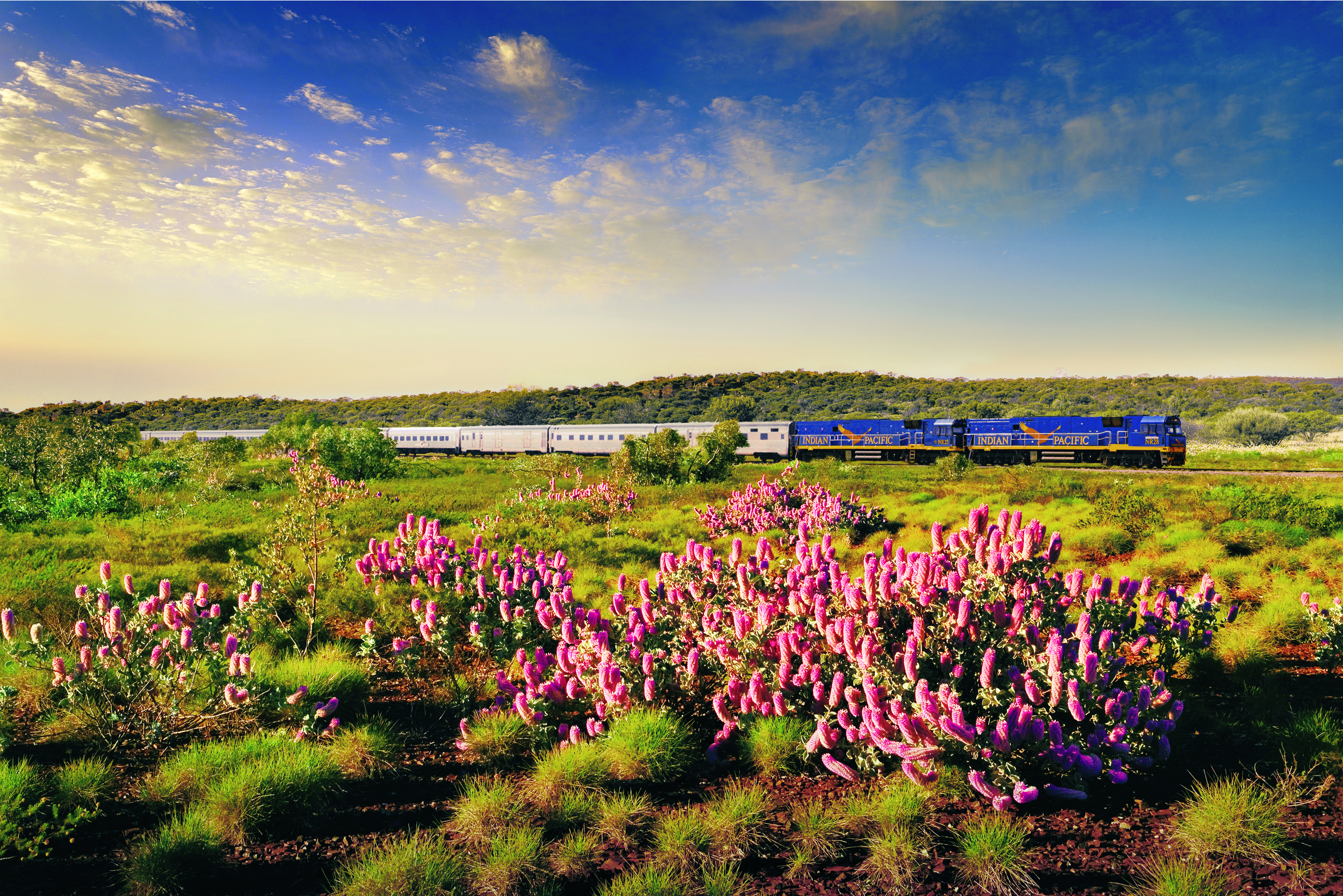 Indian Pacific kjører gjennom Australias vakre landskap. Foto: Great Southern Railroad