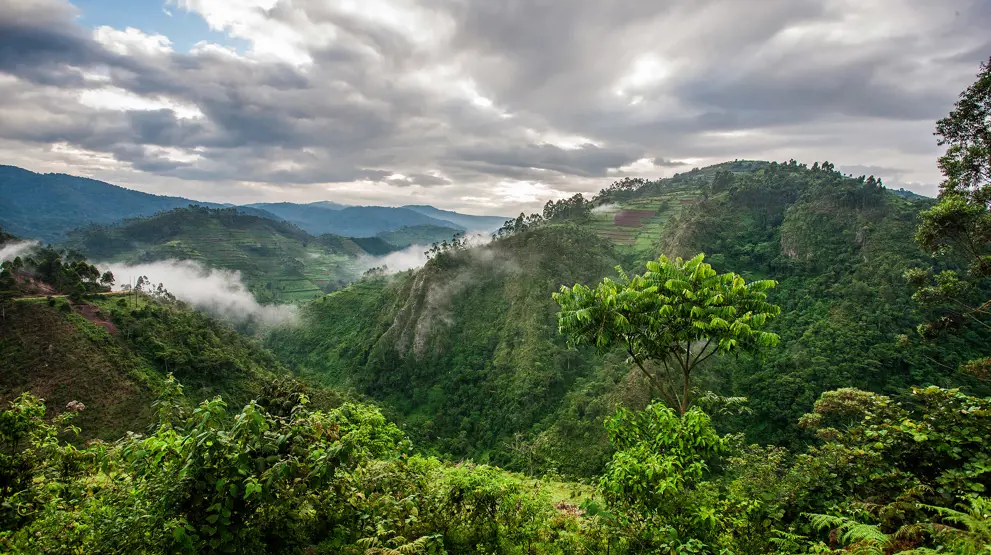 Frodige skoger og høye fjell i Ugandas naturskjønne landskap