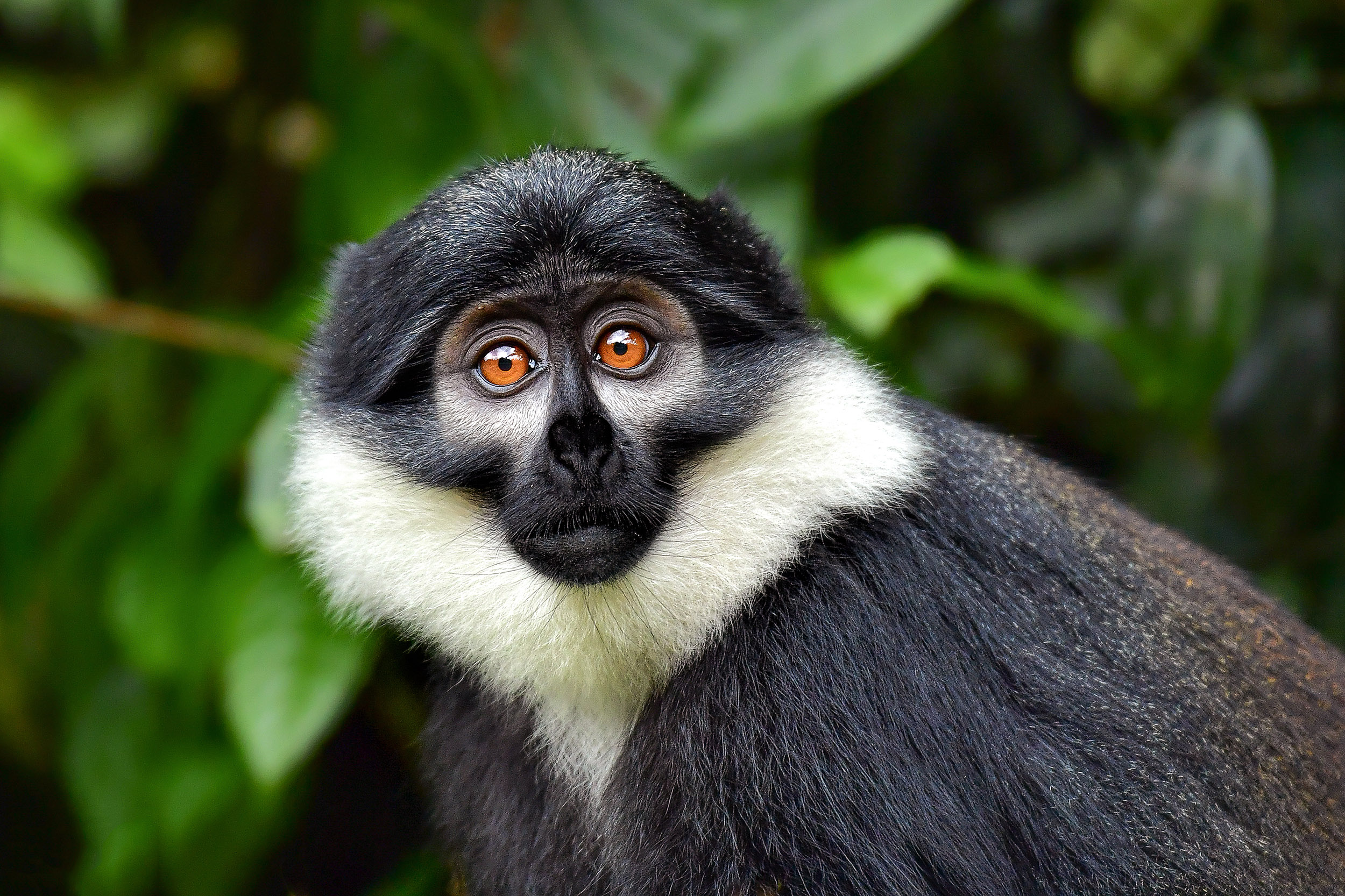 Svart og hvit colobus-ape