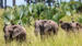 Elefanter i Murchison Falls National Park